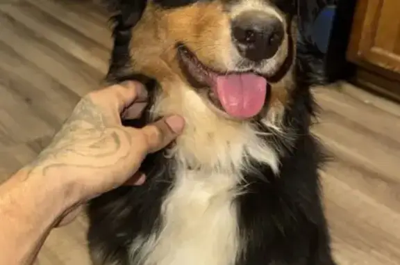 Lost Dog: Unique Eyes, Lion King Collar