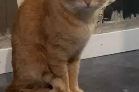 Gato Rubio Rallado Perdido en Terrassa