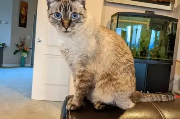Lost 13-Year-Old Cat in Spring Valley