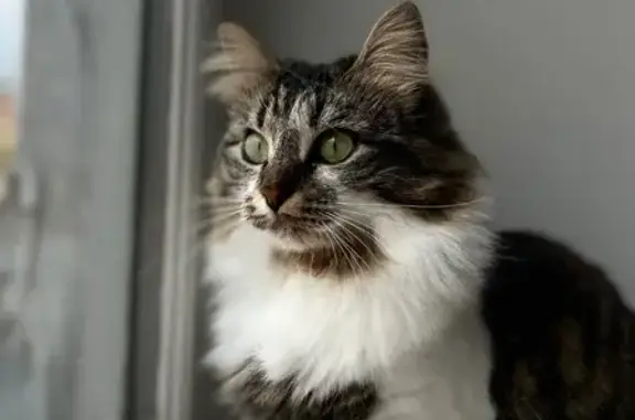Chat perdu, Algrange, photo: Chatte perdue, gentille et craintive