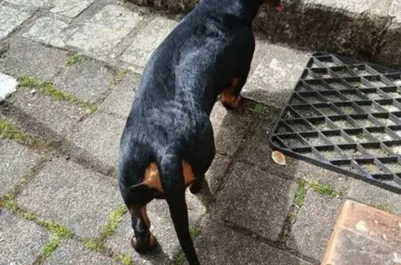 Chien perdu , photo : Chien perdu, noir et feu, 9 mois, Magoar