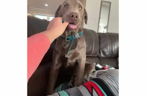 Lost Silver Lab in McGregor, TX: Help!