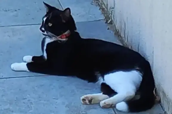Animaux perdus Fontenilles, photo: Chatte noire perdue à Fontenilles