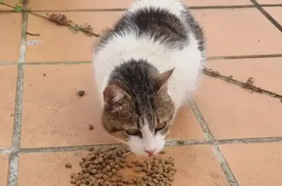 Animaux trouvés Laroque-d'Olmes, photo: Chat trouvé Avenue du 8 Mai, Laroque-d'Olmes