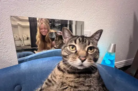 Lost Chunky Tabby: North Syringa Drive