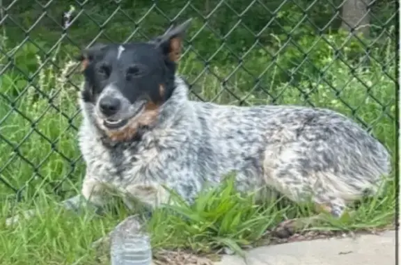 Friendly Spotted Dog Found at Rivers Bend