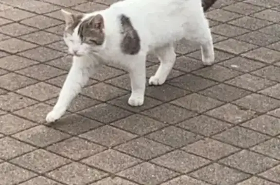 Animaux perdus Montmagny, photo: Chat blanc tacheté perdu à Montmagny