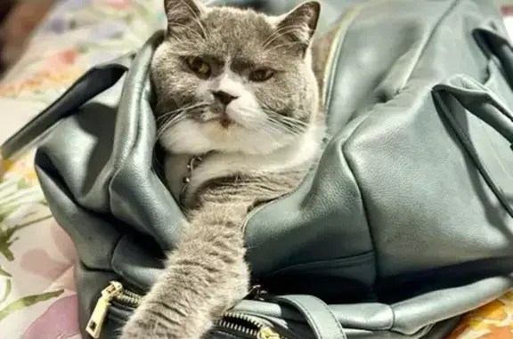 Lost: White & Grey British Shorthair Cat