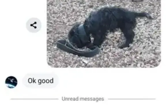 Lost 12-Week-Old Puppy on Irwine Street