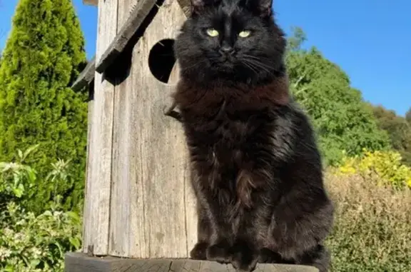 Lost Sweet Black Cat: Kora in Boroondara