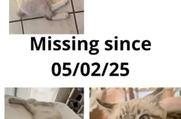 Lost Cat in Islamorada: Tailless Nub