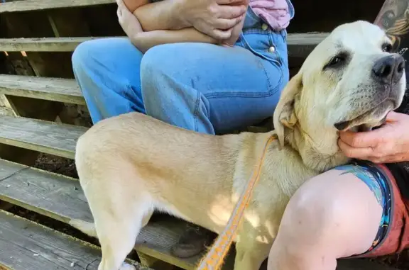 Found Young Light Lab Mix Near U.S. 270