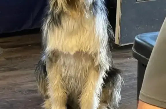 Lost Collie/Aussie Mix Near Redstone School