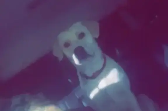 Lost Dog: Friendly White Pup, Broome Rd