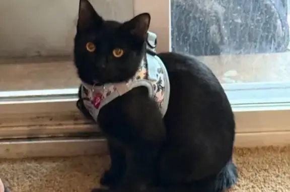 Lost Black Kitten: Super Shy & Anxious