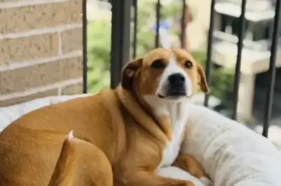 Help Find Laila: Sweet Pit Mix Lost