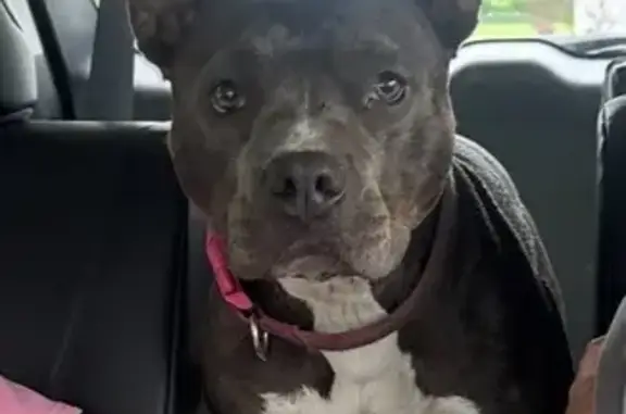 Found: Sweet Dog with Pink Collar, New Bern
