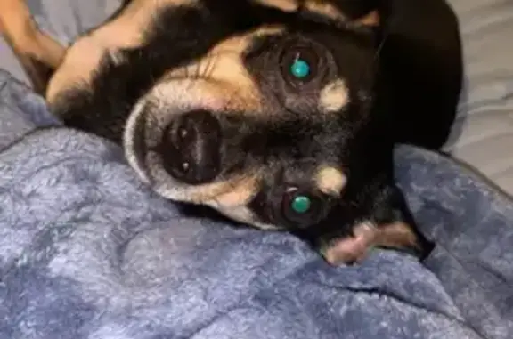 Lost Chiweenie on Point View Road