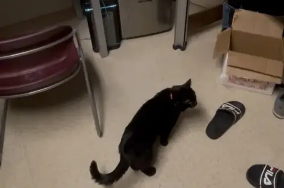 Lost Cat: Black, Red Collar, Tacoma Area