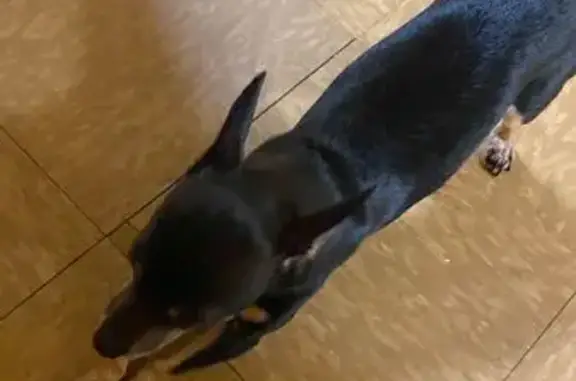 Lost Chihuahua: Black with Brown Paws