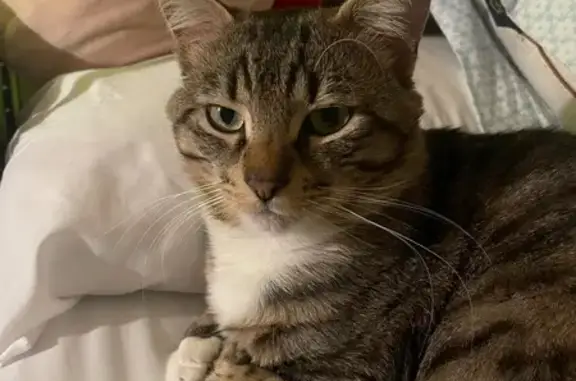 Lost Tabby Cat Near SW Tracy Ann Court