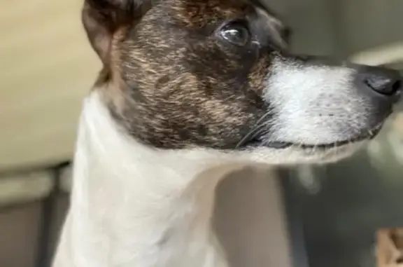 Lost Brindle Dog with Unique Bob Tail