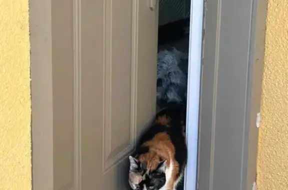 Lost Calico Cat: Friendly & Vocal, Chandler