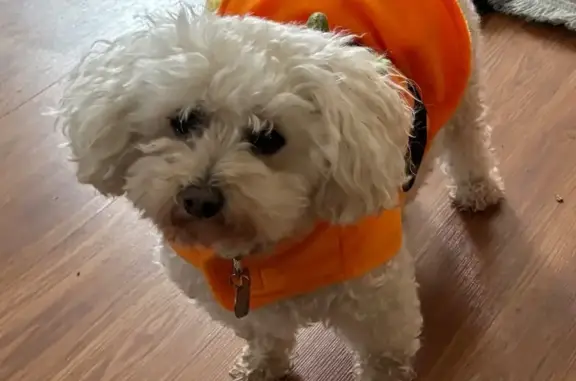 Lost: Skittish White Poodle in Blaine