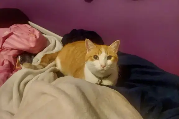 Lost Sweet Cat: Tail Down, Livonia 32254