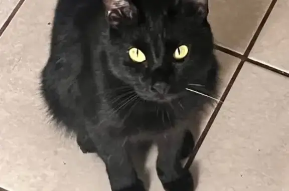 Missing: Friendly Black Cat Zoro