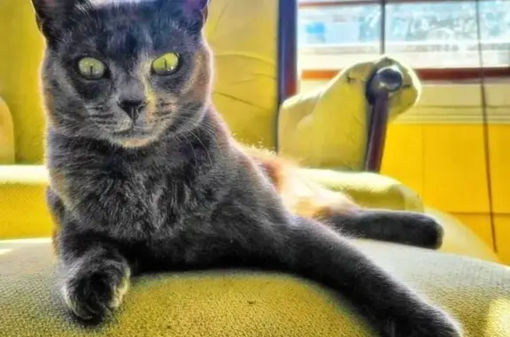 Lost: Small Gray Cat on Oakland Ave