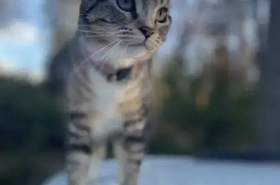 Lost Cat: Artemisa with White Boot Paws