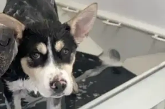 Lost Tricolor Husky Near Exit 58