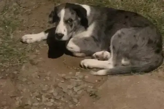 Lost Black & White Dog in Depew Area
