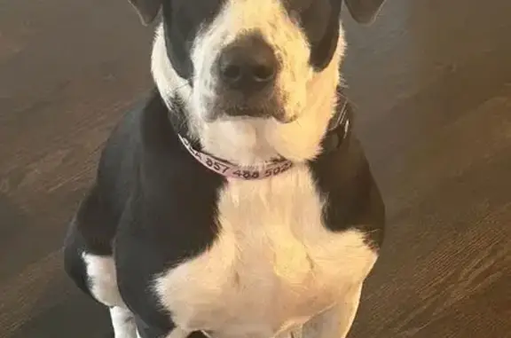 Lost Black & White Dog: Shy, Skittish