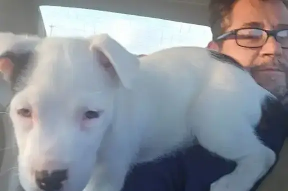 Friendly Lost Puppy on East Lincoln St