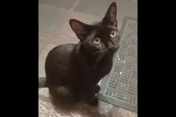 Help Find Bubba Girlz: Missing Cat Alert