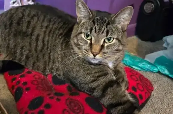 Lost Sweet Cat: Green Eyes in Livonia