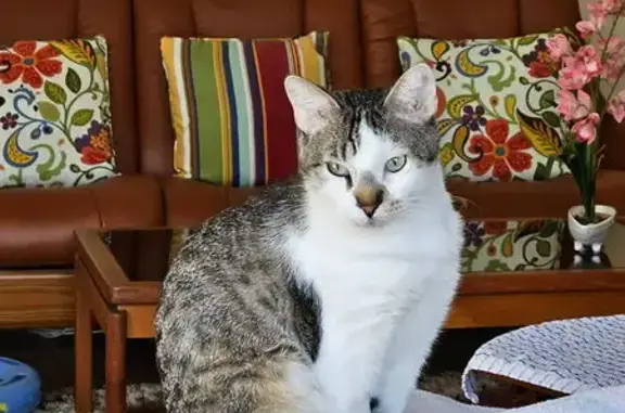 Lost Cat: White/Brown Tabby in Bolton