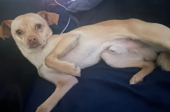 Lost Golden Dog: Pink Nose, Tucson