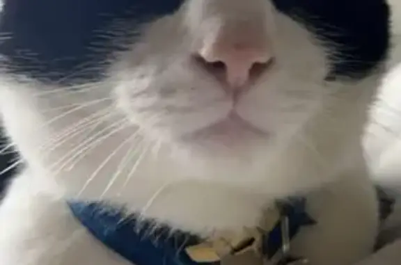Missing Black & White Cat: Kairo in Wodecroft