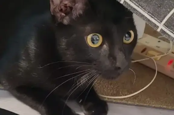 Lost Black Cat: Playful, Blue Collar