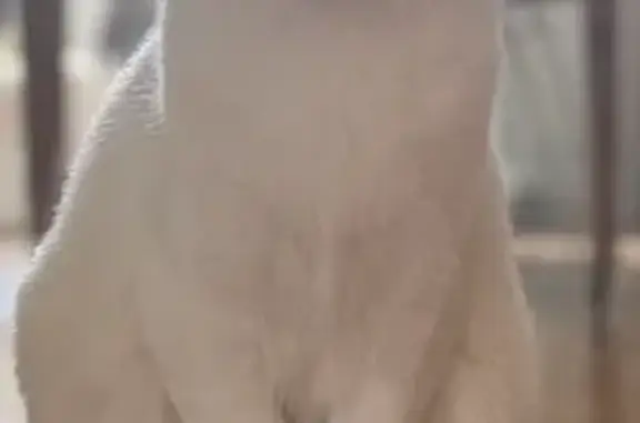 Animaux perdus Auxerre, photo: Petite chatte blanche perdue à Auxerre