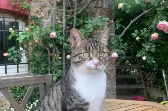 Animaux perdus Viry-Châtillon, photo: Chat perdu : Topaze, yeux verts/jaunes