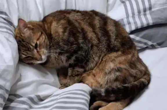 Chatte écaille de tortue perdue à Upie - photo