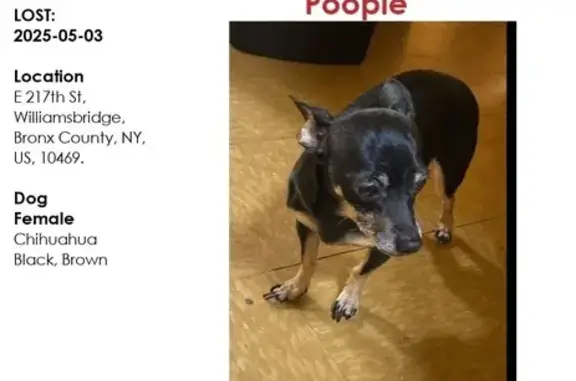 Lost: Black Chihuahua, Brown Paws, East 217th