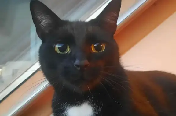 Animaux perdus Trégunc, photo: Chat noir perdu, harnais jaune, Trégunc