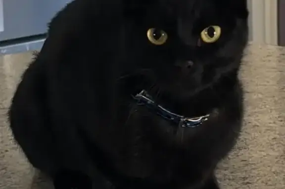 Lost Black Cat: Gold Eyes, Blue Collar