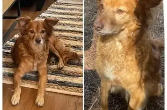 ¡Perro Marrón Perdido en Bigues i Riells!