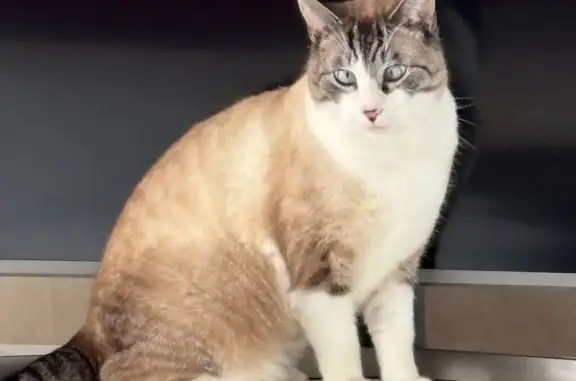 Chat siamois perdu, peureux, St Vivien - photo
